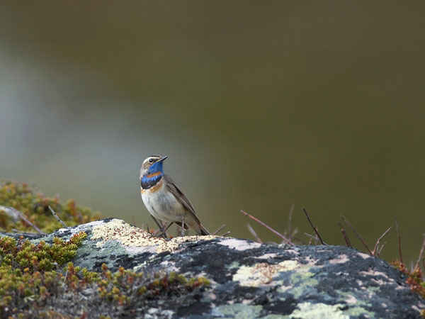 Sinirinta, Bluethroat, Luscinia svecica
